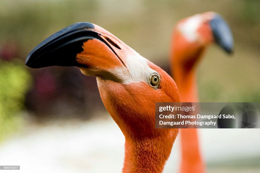 Hungry Florida Pink Flamingo