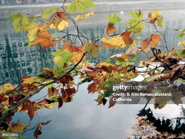 zurich in the fall - limmat river stock pictures, royalty-free photos & images