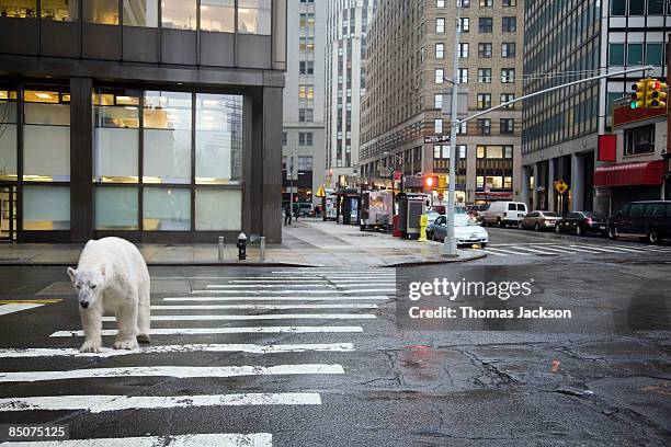 polar bear crossing city street - fehl am platz stock-fotos und bilder