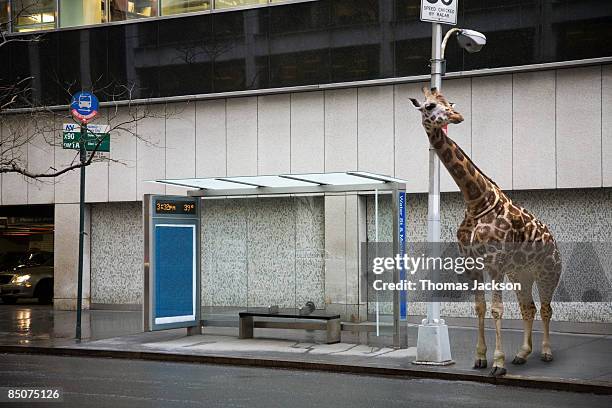giraffe waiting at bus stop - out of context foto e immagini stock