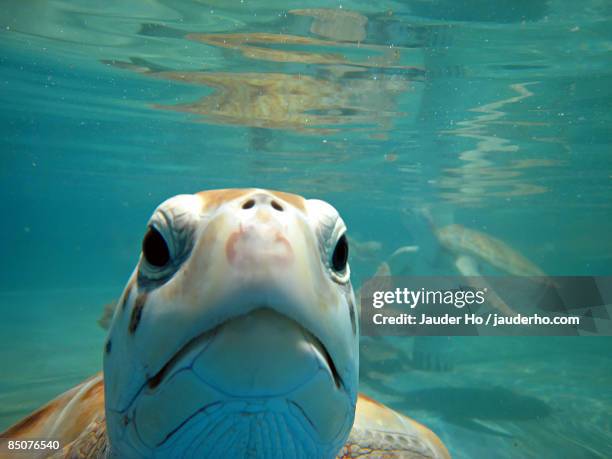 green turtle swimming underwater - mujeres fotos stock-fotos und bilder