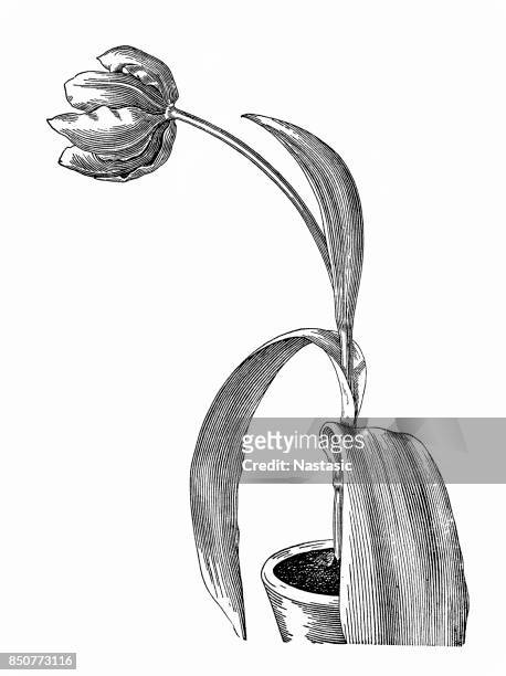 ilustraciones, imágenes clip art, dibujos animados e iconos de stock de tulipán - lili gentle