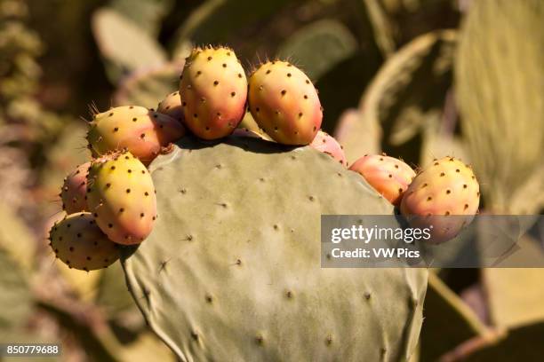 Prickly pear cactus plant, Sicily, Italy.