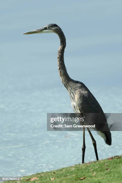 Great blue heron is seen on the eighth hole during the first round of the TOUR Championship at East Lake Golf Club on September 21, 2017 in Atlanta,...