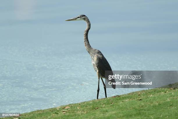 Great blue heron is seen on the eighth hole during the first round of the TOUR Championship at East Lake Golf Club on September 21, 2017 in Atlanta,...