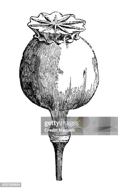 poppy head (papaver somniferum) - poppy seed stock illustrations