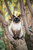 Siamese cat on the tree