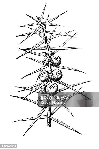 juniperus communis (common juniper) - juniperus communis isolated stock illustrations