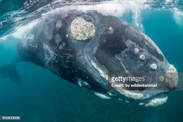 close up view of a juvenile southern right whale playing on the surface, nuevo gulf, argentina. - southern right whale stock pictures, royalty-free photos & images