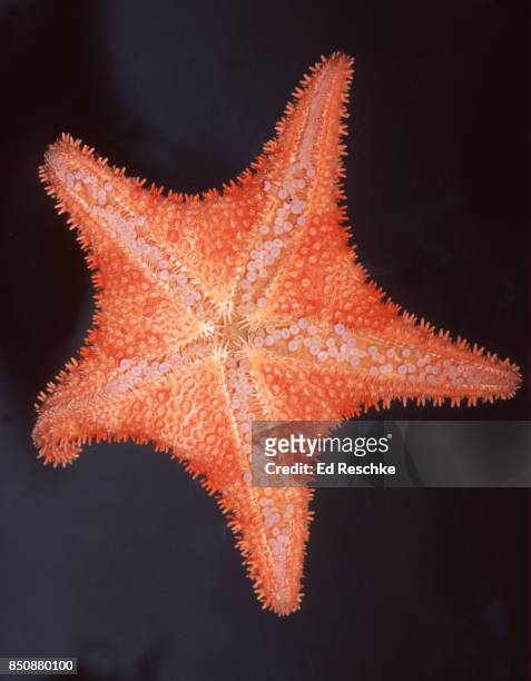 spiny red sea star--shows tube feet and spines on the under-surface (hippasteria spinosa) - tube feet stock pictures, royalty-free photos & images