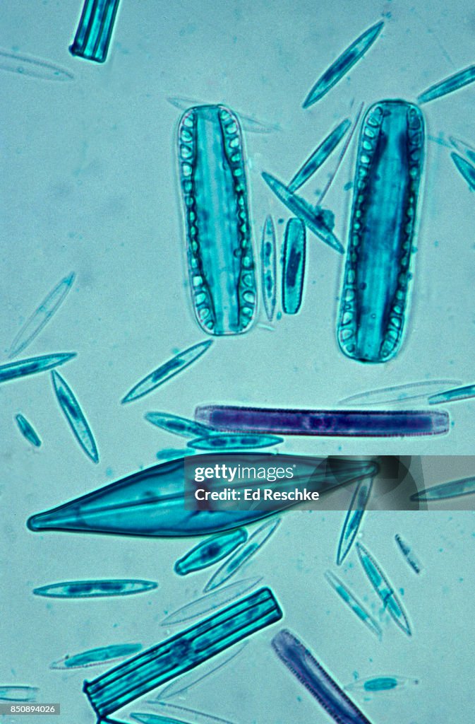 A Variety of Diatoms--a major component of Plankton, 100X