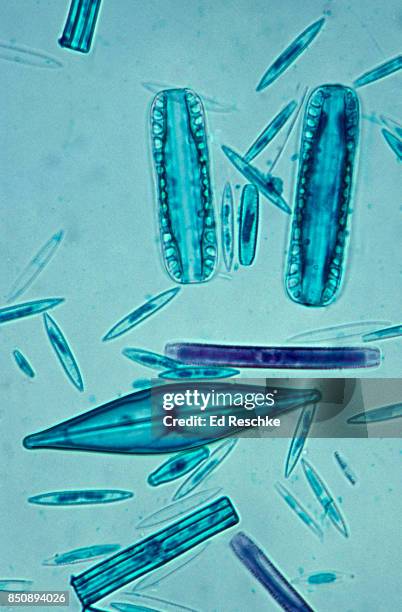 a variety of diatoms--a major component of plankton, 100x - micrografía científica fotografías e imágenes de stock