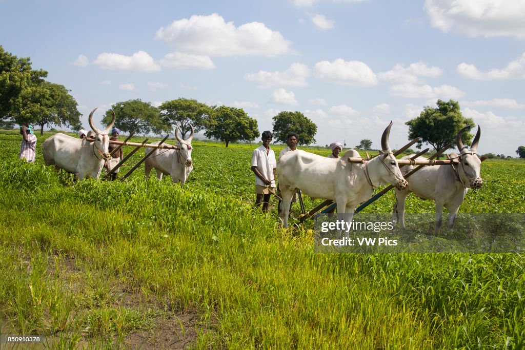 Oxen and farmers ploughing a field
