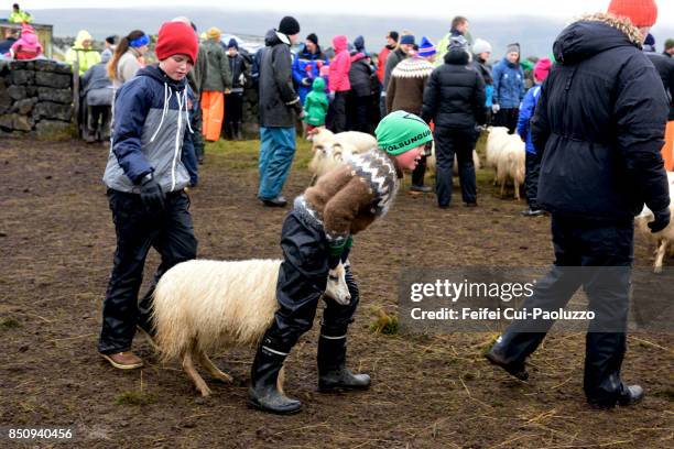 two children holding a sheep at icelands rettir sheep at autumn in hraunsr�étt of adadalur area, north island - northside festival stock pictures, royalty-free photos & images