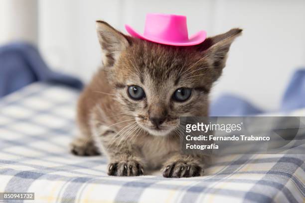 baby cat with hat - sweet little models stock pictures, royalty-free photos & images