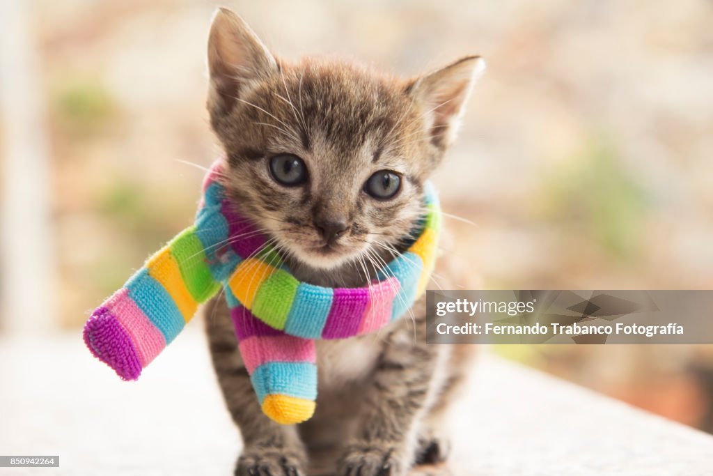 Kitten with colorful scarf