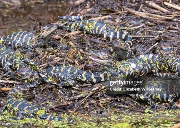 nest of baby alligators - alligator nest stockfoto's en -beelden