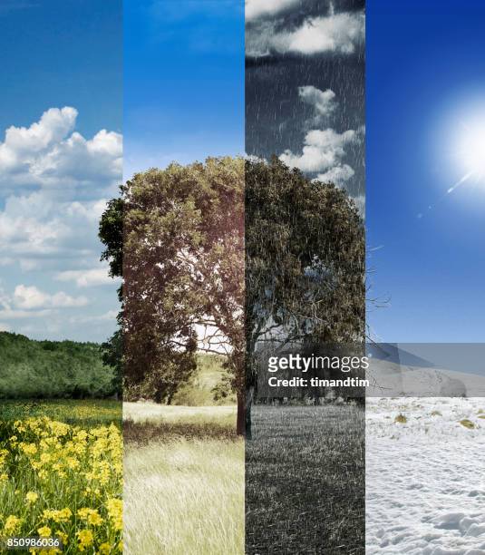 four seasons of a tree - jahreszeit stock-fotos und bilder