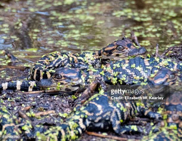 nest of baby alligators - crocodiles nest stock pictures, royalty-free photos & images