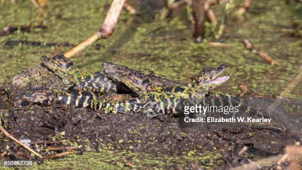 baby alligators - alligator nest stockfoto's en -beelden