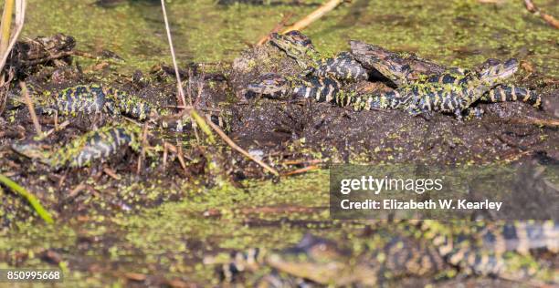 nest of baby alligators - crocodiles nest stock pictures, royalty-free photos & images