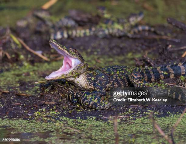 baby alligator yawning in an animal nest - alligator nest imagens e fotografias de stock