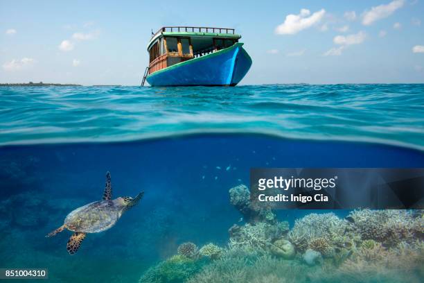 sea turtle under a boat in a coral reef - maldives boat stock pictures, royalty-free photos & images