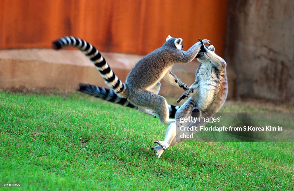 Ring-tailed lemur fight