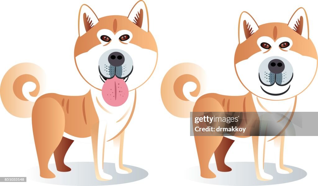 Akita perro