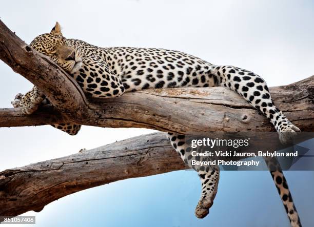 leopard lying in tree against blue sky in samburu, kenya - tired cat stock-fotos und bilder