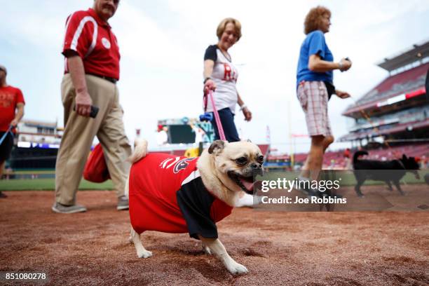 Fans parade their dogs around the infield during the season's final Bark in the Park prior to a game between the St. Louis Cardinals and Cincinnati...