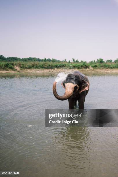 asiatic elephant having a bath in the river - big nose stock-fotos und bilder