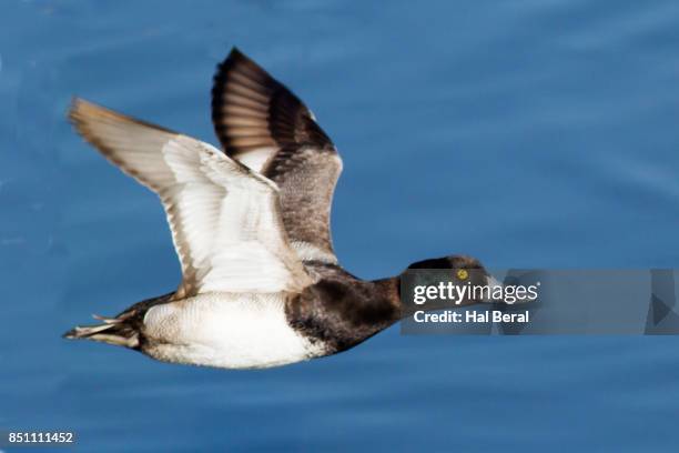 Lesser Scaup Photos and Premium High Res Pictures - Getty Images