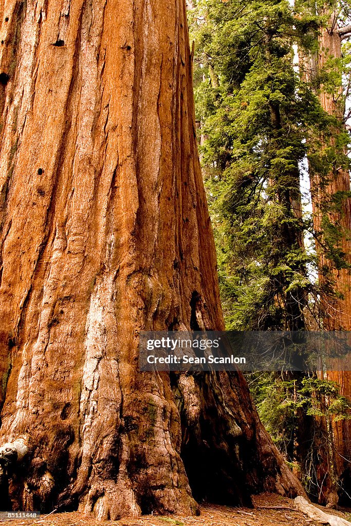 The Base of a Giant Sequoia