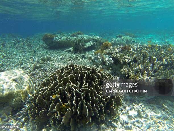 This photo taken on August 20, 2017 shows coral in the sea in Raja Ampat -- which means Four Kings in Indonesian, in Indonesia's far eastern Papua. -...