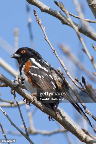 spotted towhee - towhee fotografías e imágenes de stock