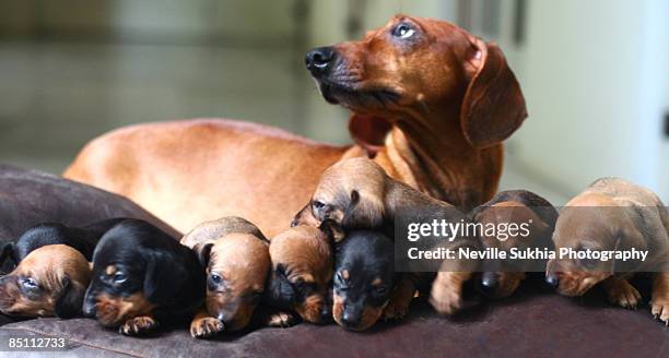 children - daschund bildbanksfoton och bilder