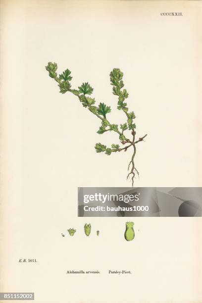 illustrations, cliparts, dessins animés et icônes de piert persil, alchemilla arvensis, illustration botanique victorienne, 1863 - camomille fond blanc