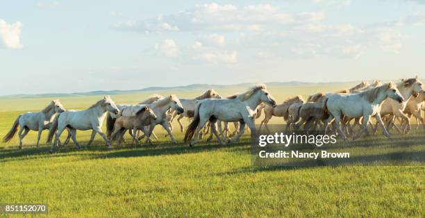wild mongolian horses running in the grasslands in inner mongolia. - przewalski horses equus przewalskii stock pictures, royalty-free photos & images
