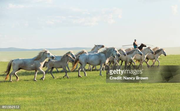 wild mongolilan horses & horseman in the grasslands in inner mongolia china. - przewalski horse stock pictures, royalty-free photos & images
