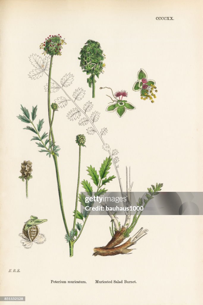 Muricated Salad Burnet, Poterium muricatum, Victorian Botanical Illustration, 1863