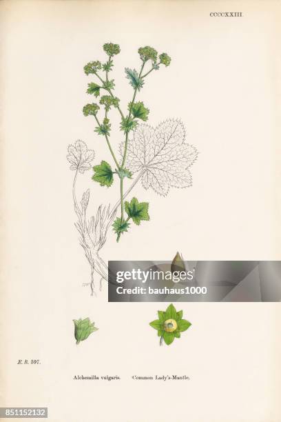 ilustraciones, imágenes clip art, dibujos animados e iconos de stock de común la alquimila, alchemilla vulgaris, victoriano ilustración botánica, 1863 - pie de león