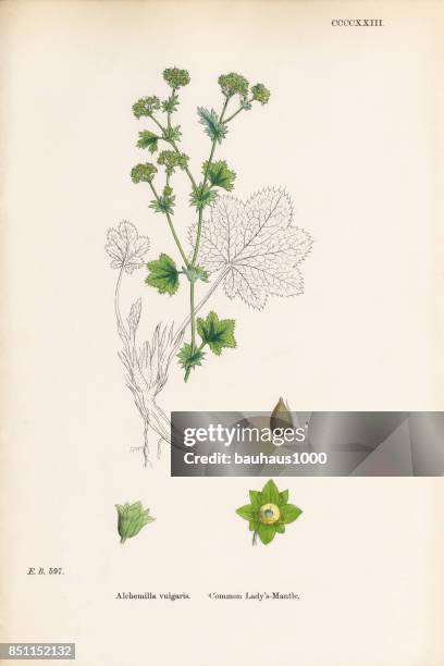 stockillustraties, clipart, cartoons en iconen met common lady's mantel, alchemilla vulgaris, victoriaanse botanische illustratie, 1863 - ladys mantle