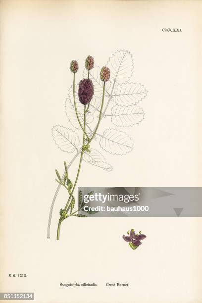 great burnet, sanguisorba officinalis, victorian botanical illustration, 1863 - great borne stock illustrations