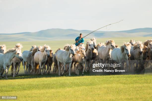 wild mongolian horses & horseman in the grasslands in inner mongolia china. - przewalski horses equus przewalskii stock pictures, royalty-free photos & images