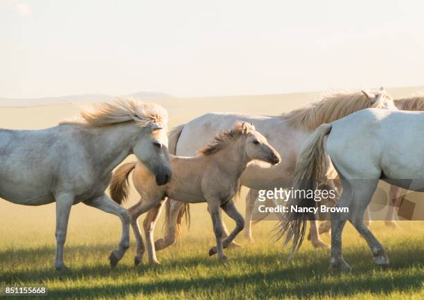 wild mongolian horses & pony in the grasslands in inner mongolia china. - przewalski horse stock pictures, royalty-free photos & images