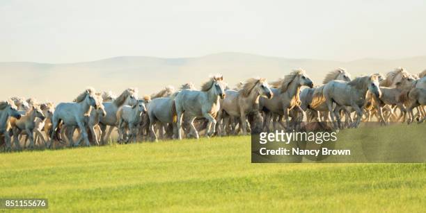 wild mongolian horses running in the grasslands in inner mongollia china. - abundance stock-fotos und bilder