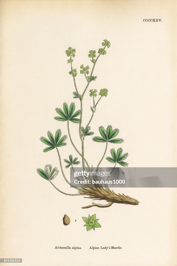 Alpine Lady’s Mantle, Alchemilla alpina, Victorian Botanical Illustration, 1863