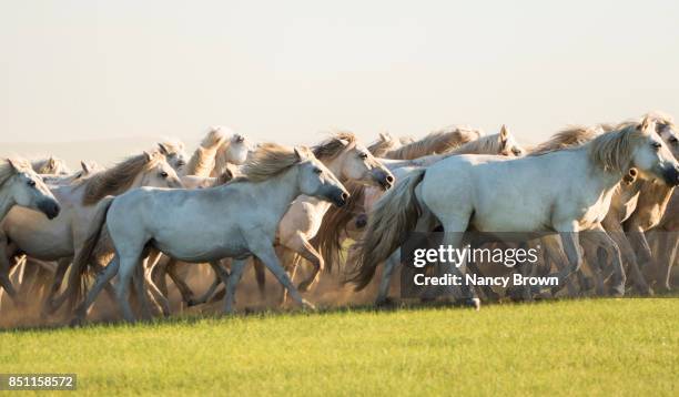 mongolian wild horses running in the grasslands in inner mongolia china. - inner mongolia photos et images de collection