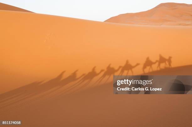 shadows of a camel caravan across the sahara desert - sahara stock pictures, royalty-free photos & images